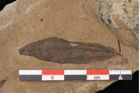 Foto (Detailansicht) von Plantae indet.  (NHMW-GEO-2024-0188-11410)